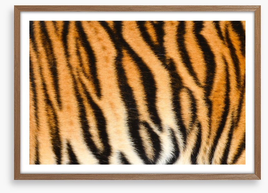 Animal Print