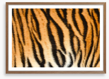 Animal Print
