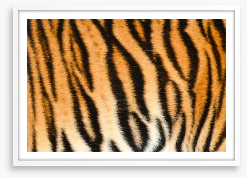 Animal Print