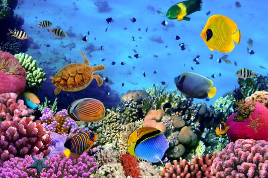 Coral life