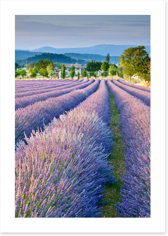 Lavender field in Provence