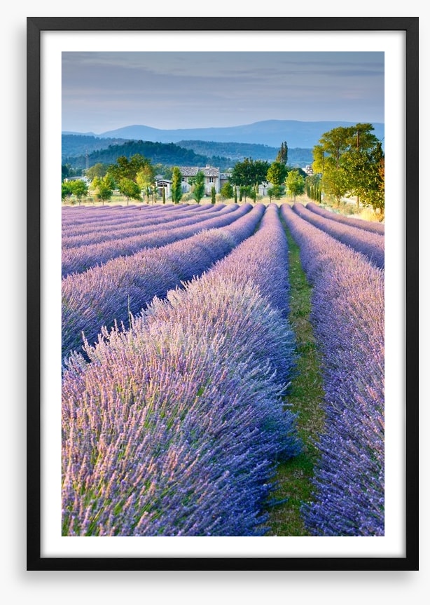 Lavender field in Provence