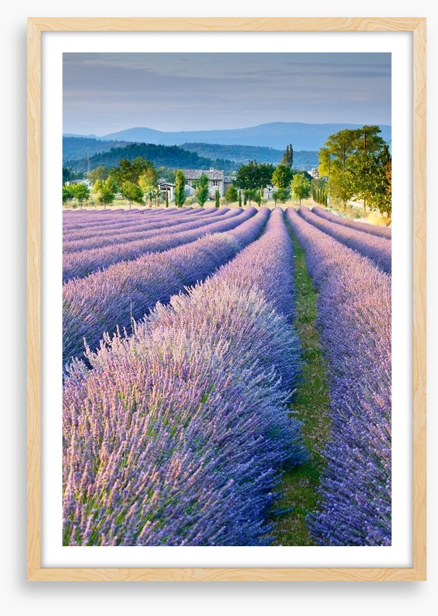 Lavender field in Provence
