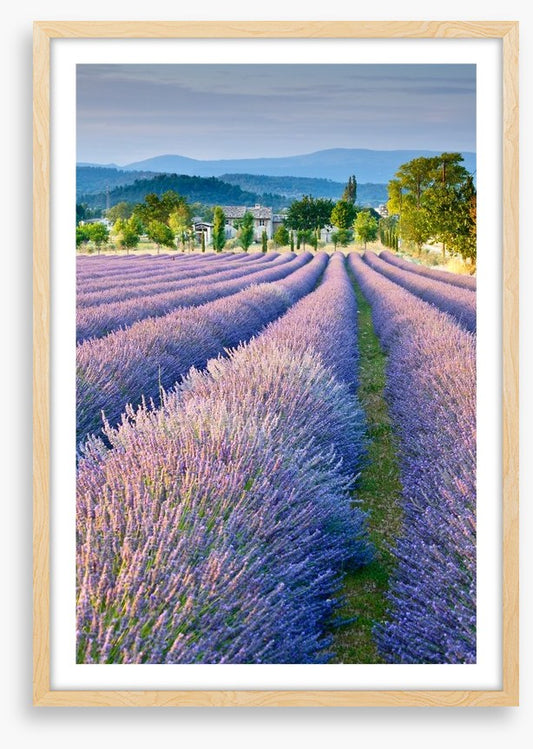 Lavender field in Provence