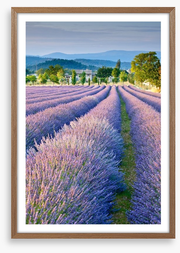 Lavender field in Provence
