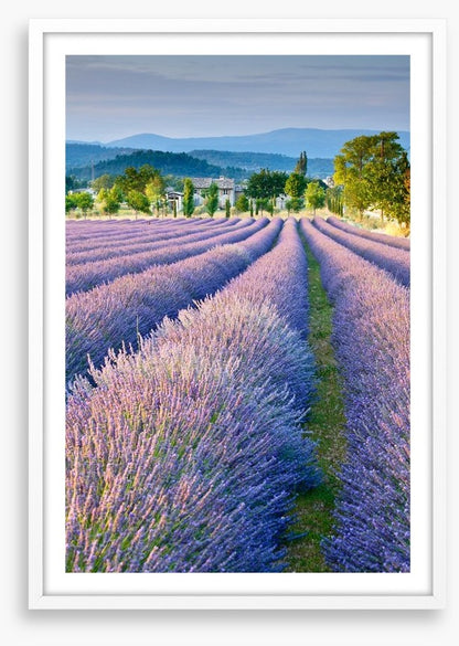 Lavender field in Provence