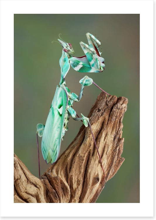 Turquoise mantis
