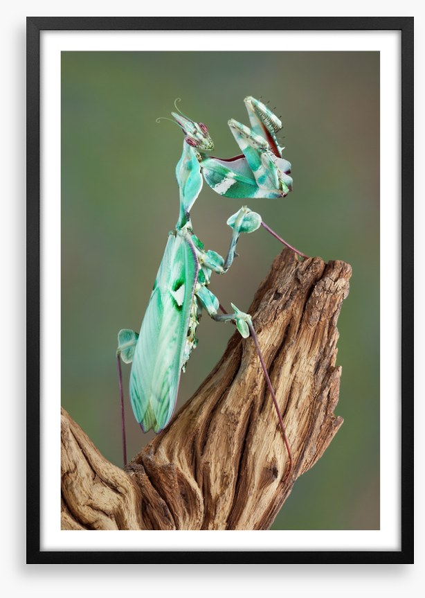 Turquoise mantis
