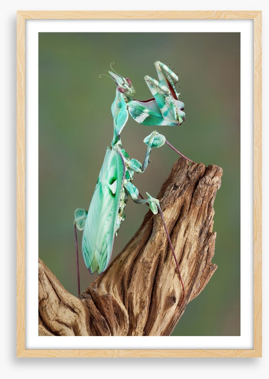 Turquoise mantis