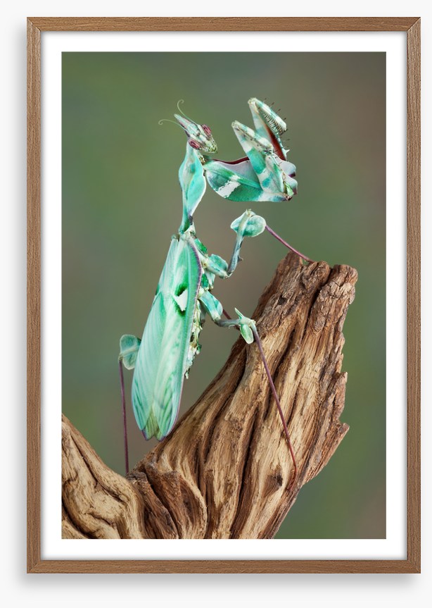 Turquoise mantis