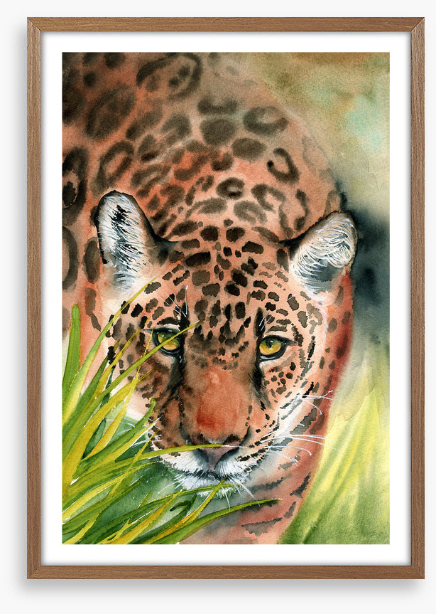Lurking leopard