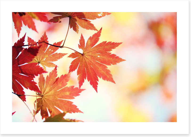 Leaves