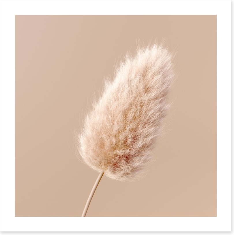One fluffy flower