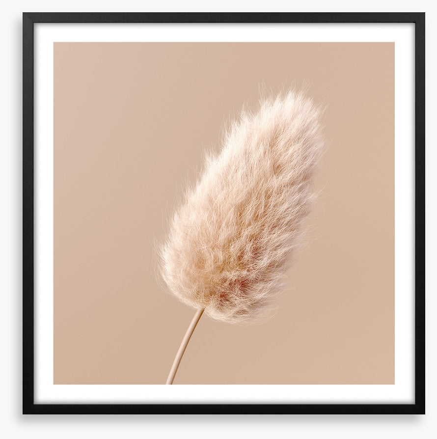 One fluffy flower