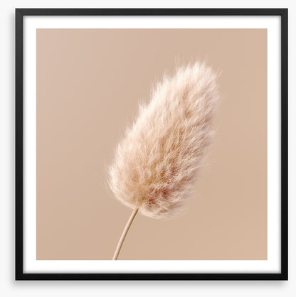 One fluffy flower