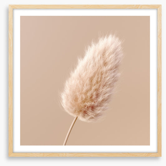 One fluffy flower