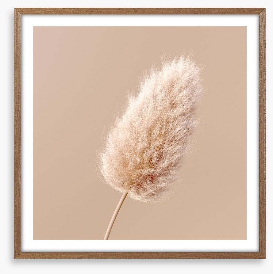 One fluffy flower