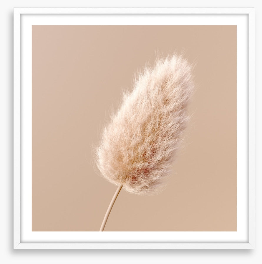 One fluffy flower