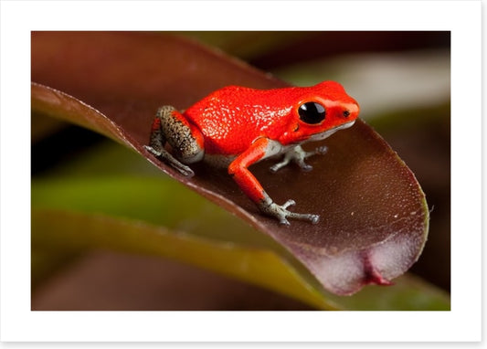 Reptiles / Amphibian