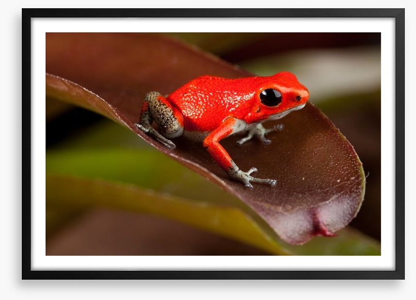 Reptiles / Amphibian