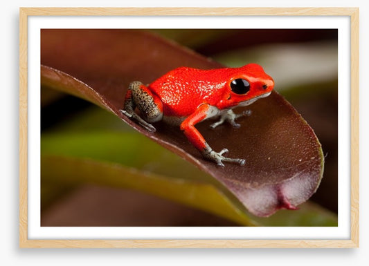 Reptiles / Amphibian