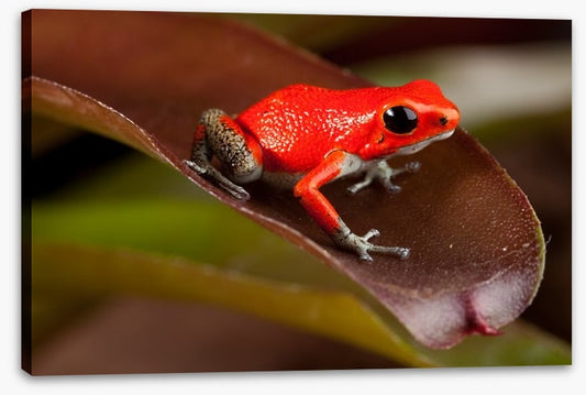 Reptiles / Amphibian