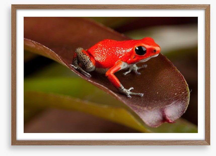 Reptiles / Amphibian