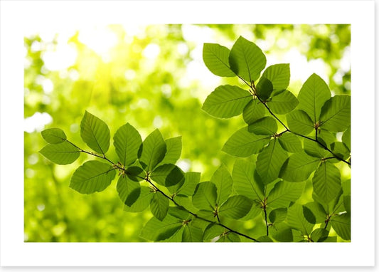 Leaves
