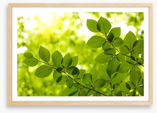 Leaves