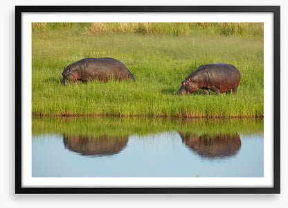 Hungry hippos