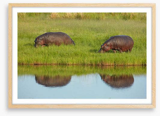 Hungry hippos
