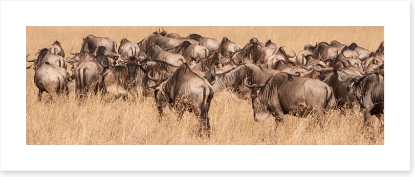 Land of the wildebeest