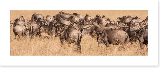 Land of the wildebeest