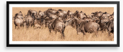Land of the wildebeest