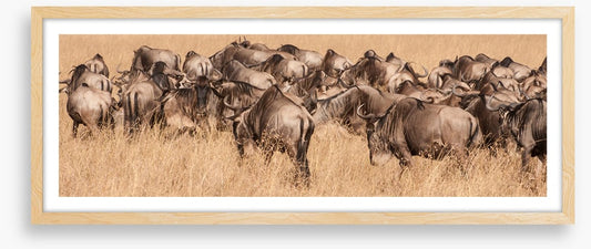 Land of the wildebeest