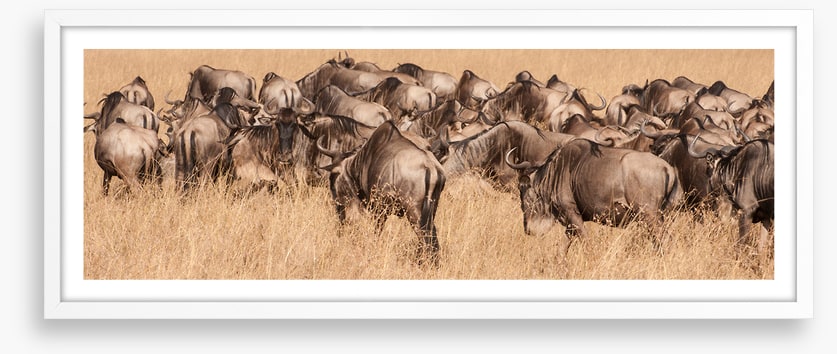 Land of the wildebeest