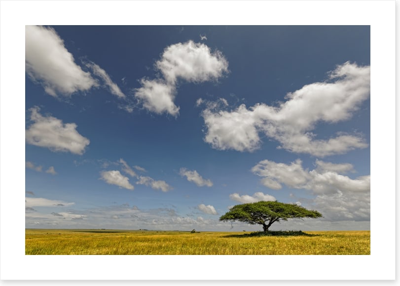 Alone in the grasslands