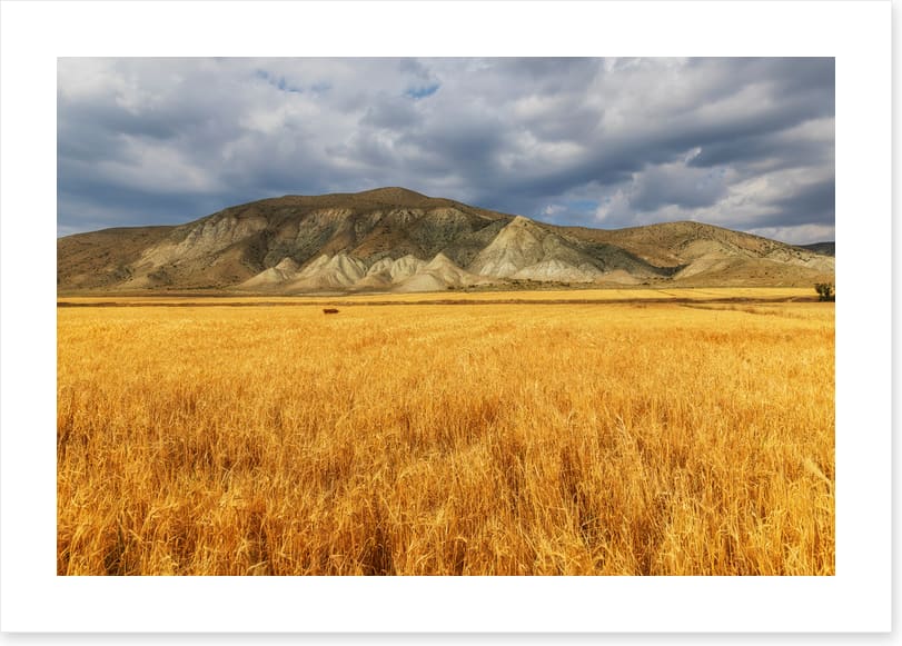 A mountain of wheat