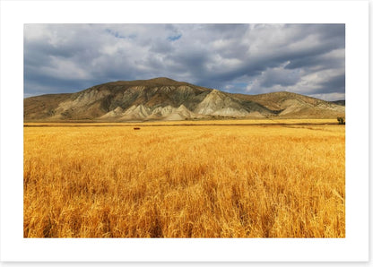 A mountain of wheat