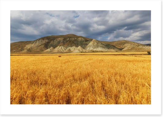 A mountain of wheat
