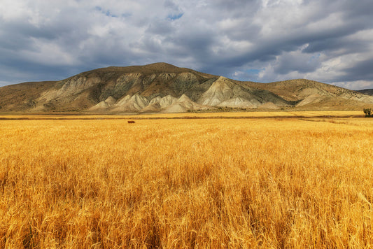A mountain of wheat