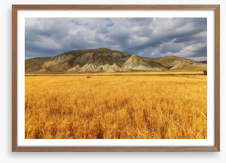 A mountain of wheat