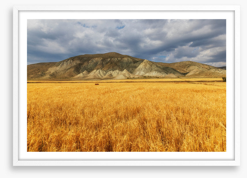 A mountain of wheat