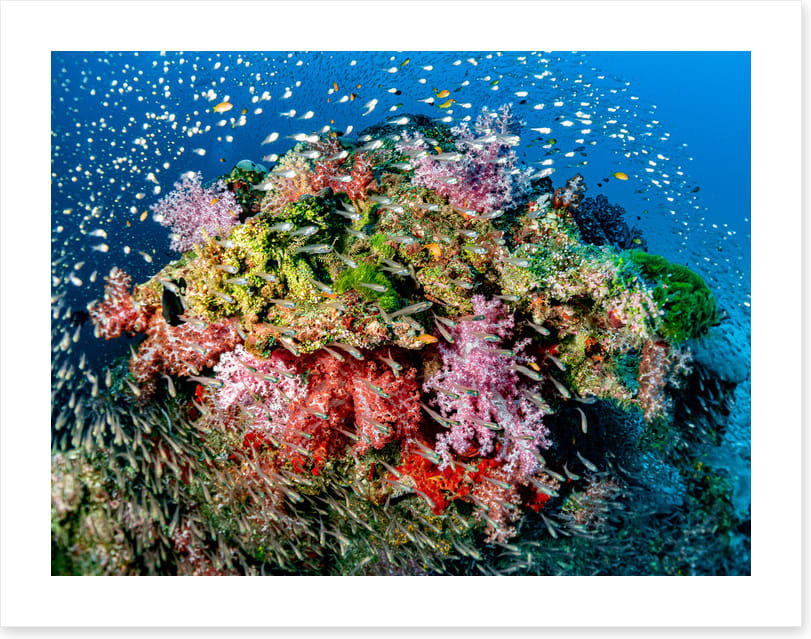 Busy at the reef