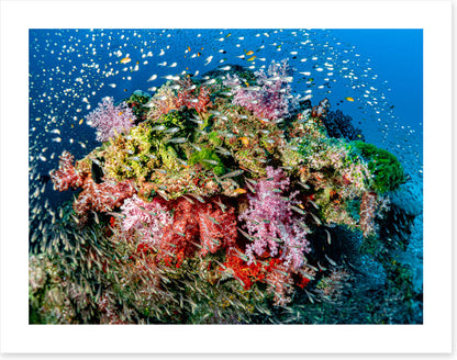 Busy at the reef
