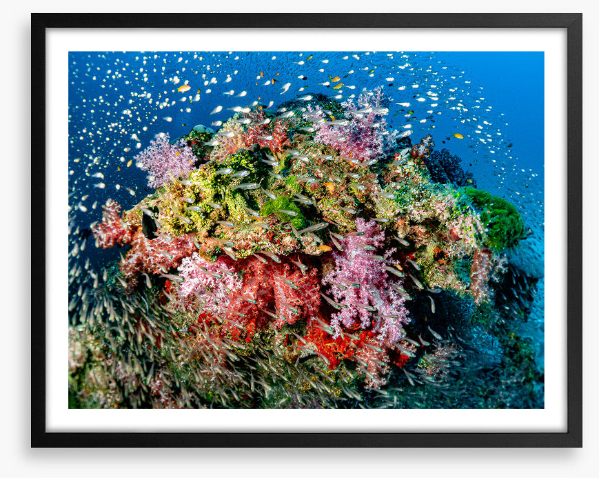 Busy at the reef