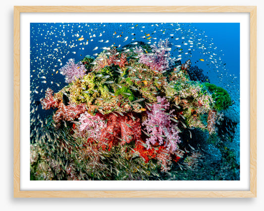 Busy at the reef