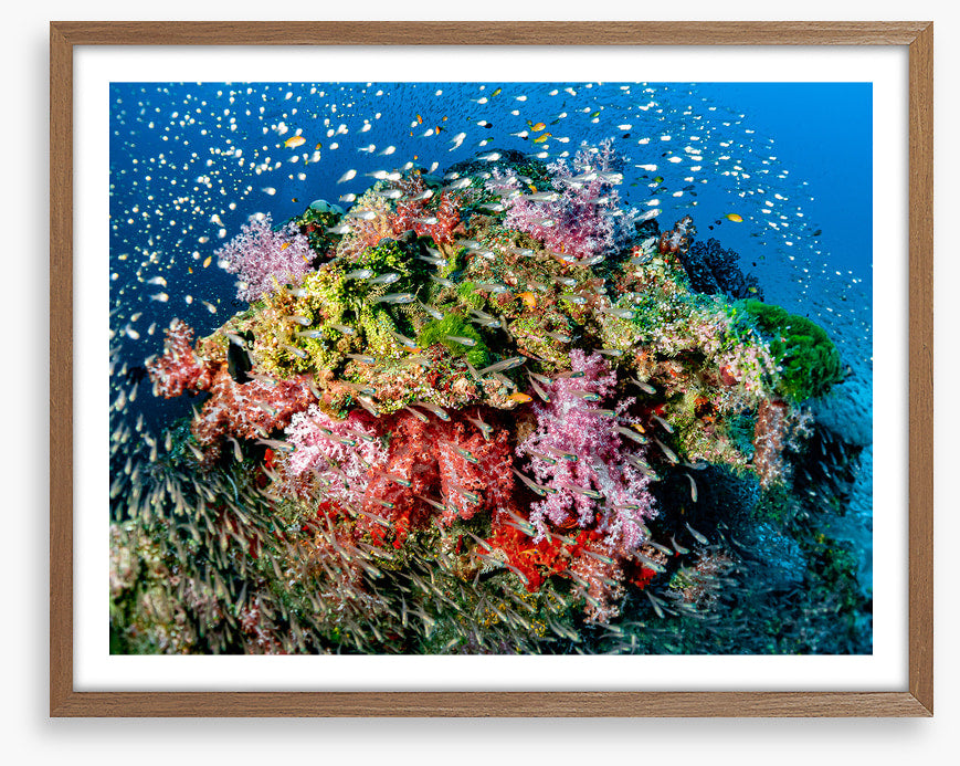 Busy at the reef