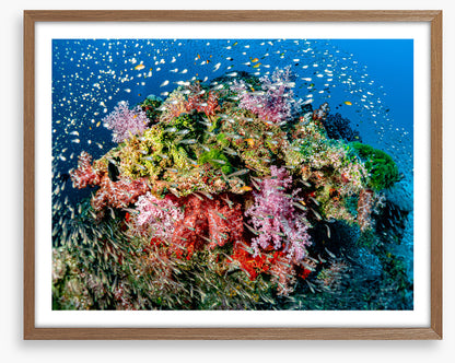 Busy at the reef
