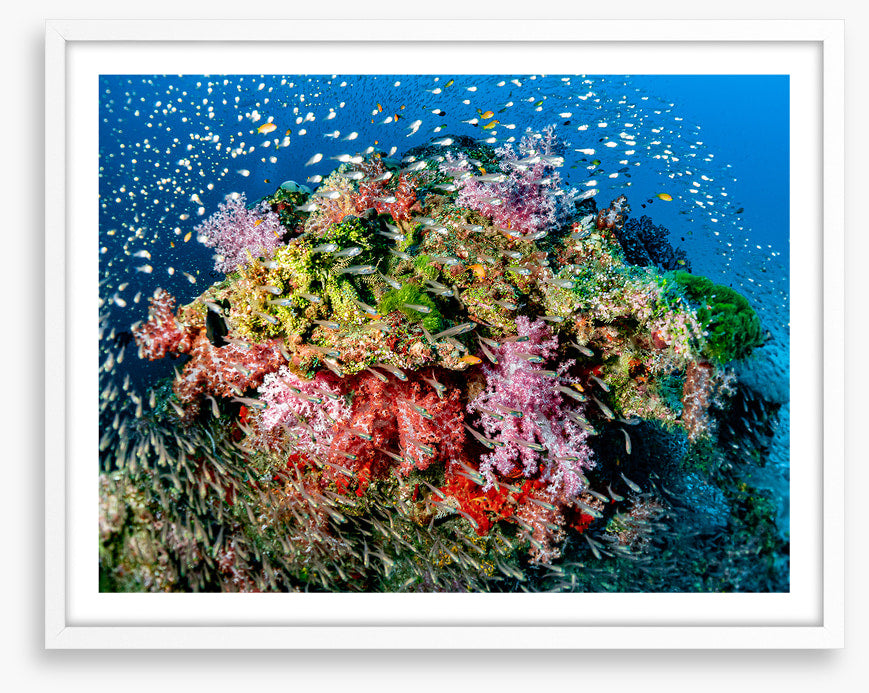 Busy at the reef